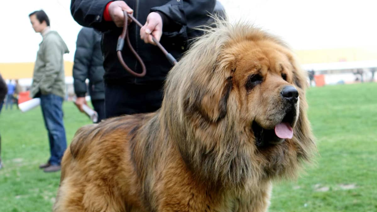 最高価格２億円 中国の 世界一高い犬 の残酷すぎる末路 Fridayデジタル