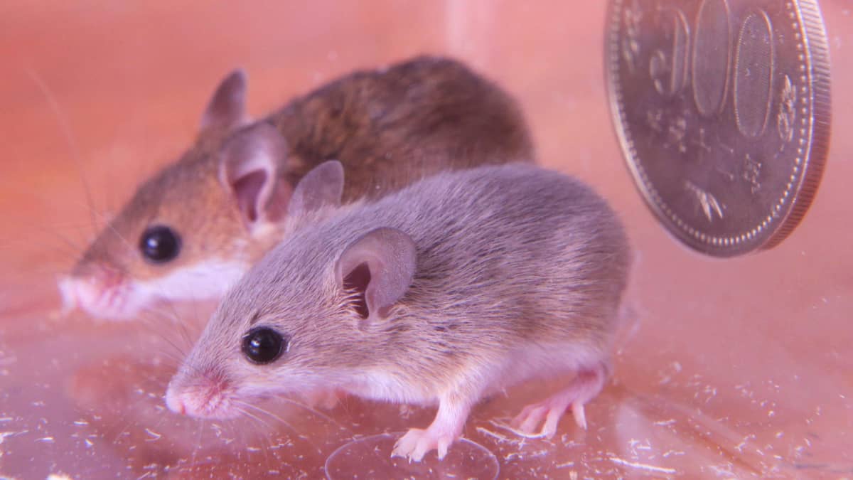 世界最小 アフリカチビネズミの可愛すぎる萌えキュン姿 Fridayデジタル