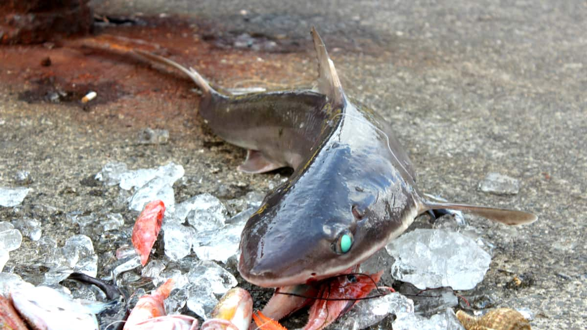 世界中でも希有な漁港 深海魚の町 戸田は マジでキモ面白い Fridayデジタル